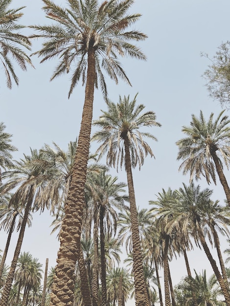 Photo low angle view of palm trees against sky