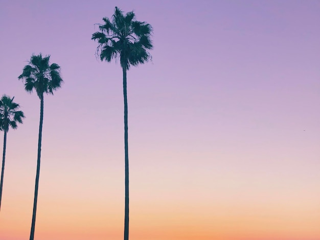 Low angle view of palm trees against sky