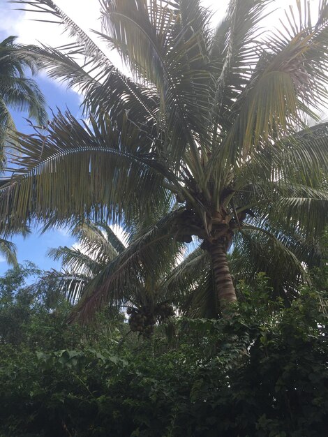 Low angle view of palm trees against the sky