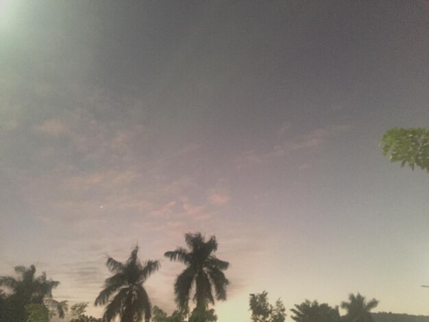 Low angle view of palm trees against sky