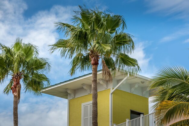 Photo low angle view of palm trees against sky