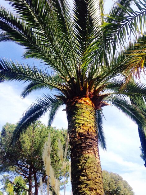 Low angle view of palm trees against sky