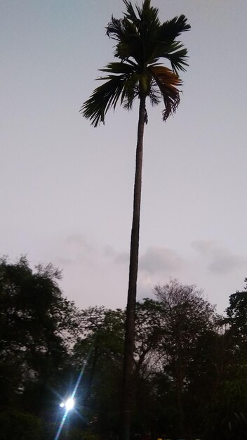 Low angle view of palm trees against sky