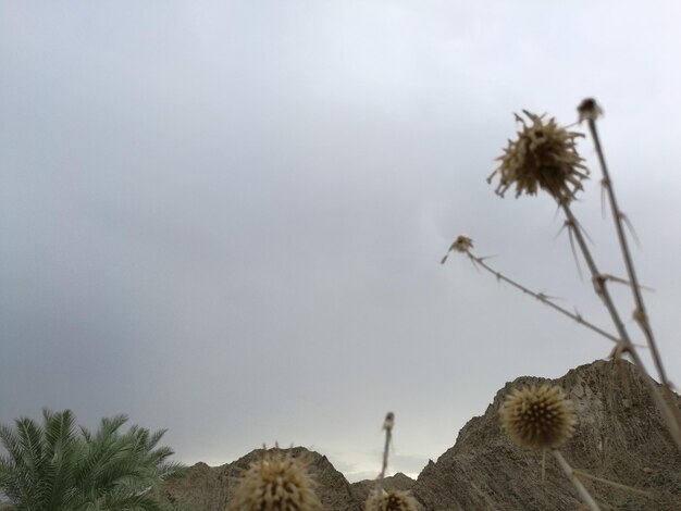 Low angle view of palm trees against sky