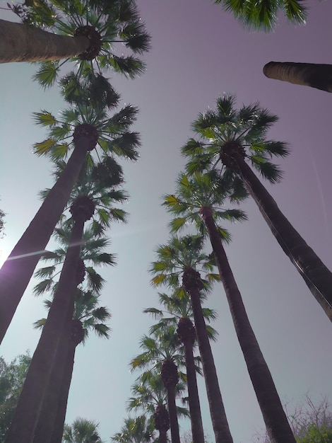 Low angle view of palm trees against sky