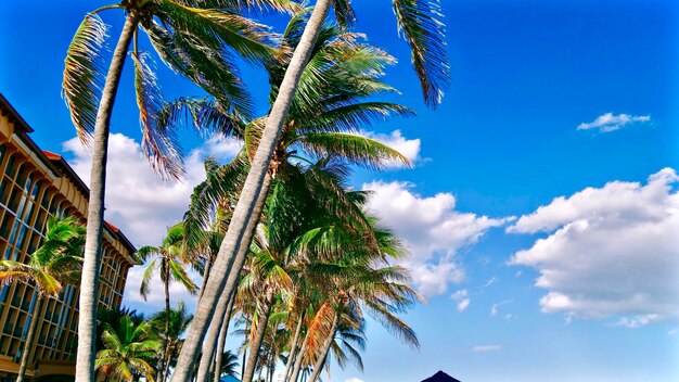 Low angle view of palm trees against sky