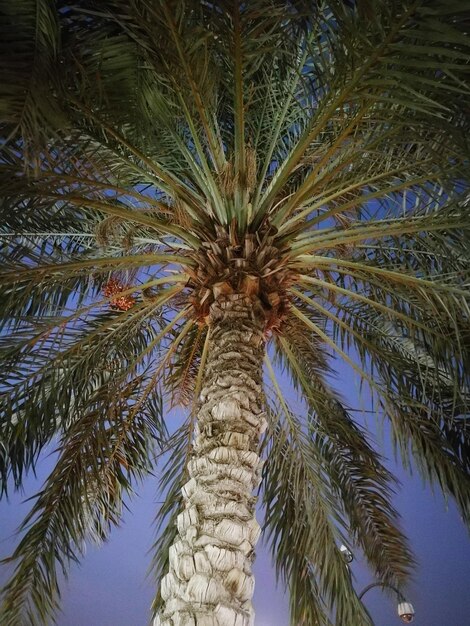 Low angle view of palm trees against sky