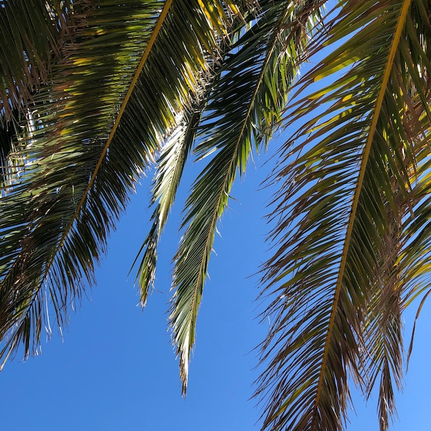 Foto vista a basso angolo delle palme contro il cielo