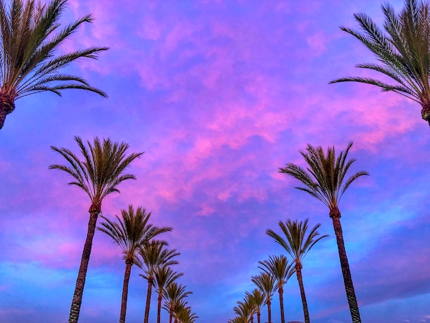 Low angle view of palm trees against sky