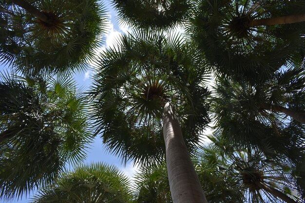 Low angle view of palm trees against sky