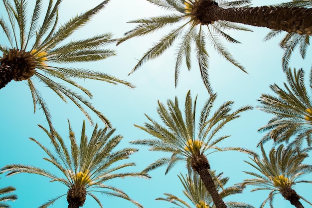 Photo low angle view of palm trees against sky