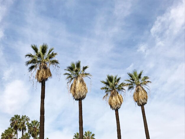 Low angle view of palm trees against sky