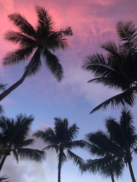 Foto vista a bassa angolazione delle palme contro il cielo