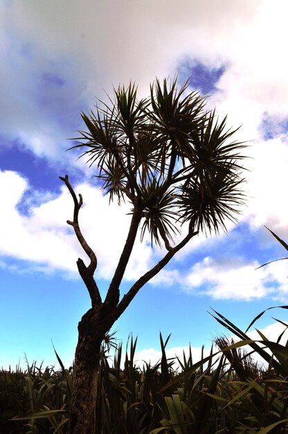 Low angle view of palm trees against sky