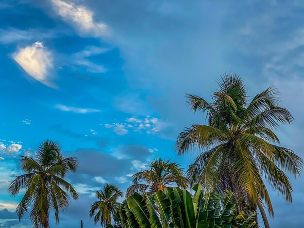 Low angle view of palm trees against sky