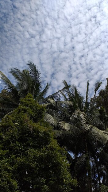 Low angle view of palm trees against sky