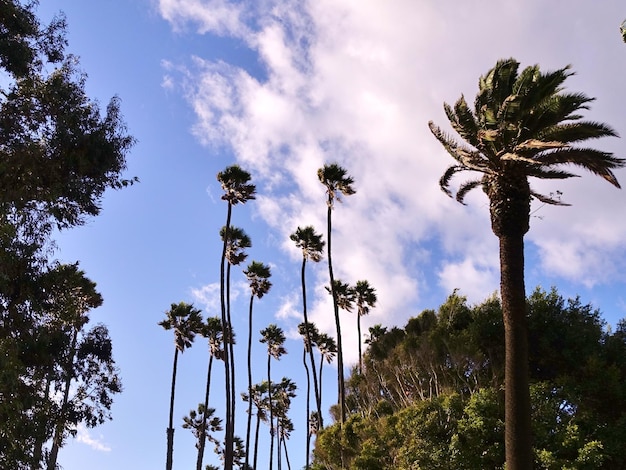 Photo low angle view of palm trees against sky