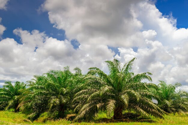 Low angle view of palm trees against sky