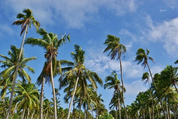 Low angle view of palm trees against sky