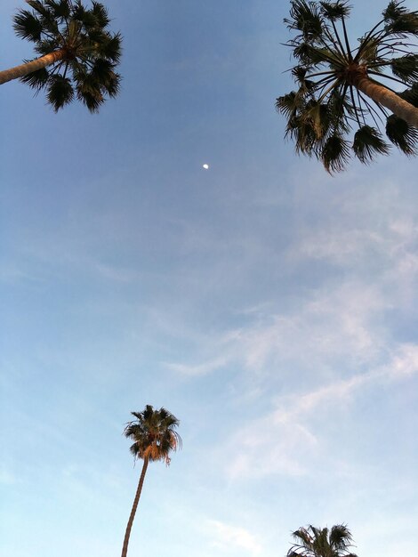 Low angle view of palm trees against sky