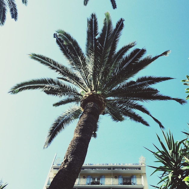 Low angle view of palm trees and building against clear sky