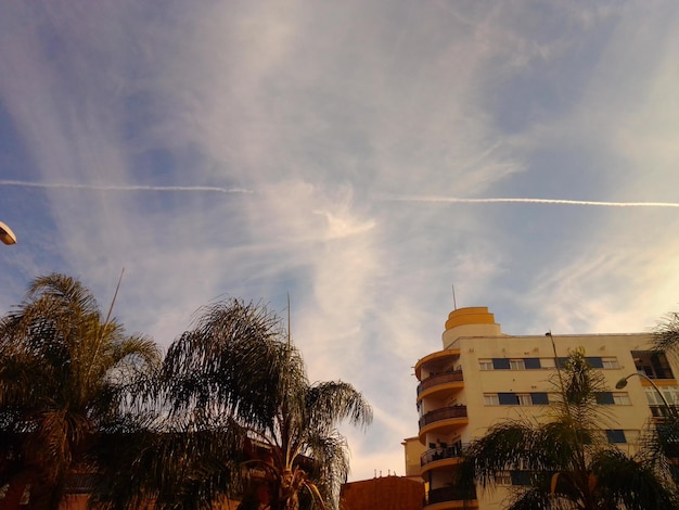 Foto vista a basso angolo di palme e edifici contro il cielo