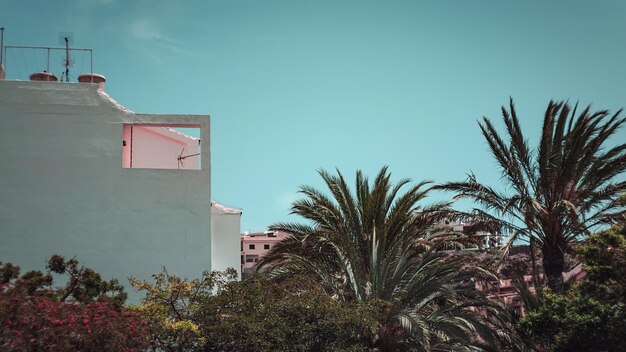 Photo low angle view of palm trees and buildings against sky