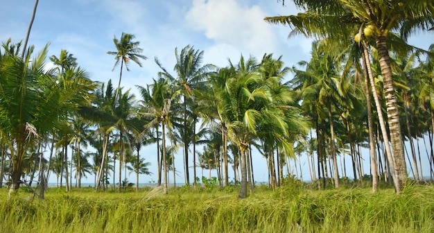 Low angle view of palm trees on field against sky