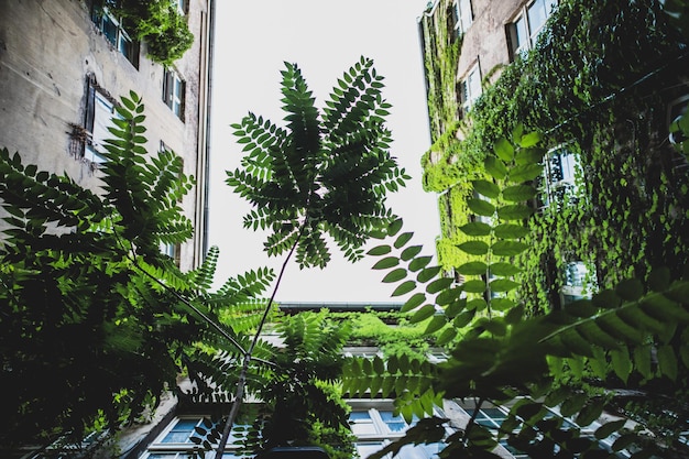 Photo low angle view of palm trees and plants against sky