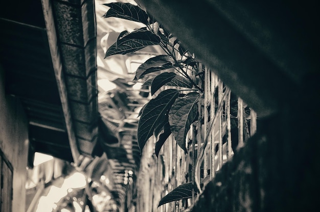 Photo low angle view of palm trees