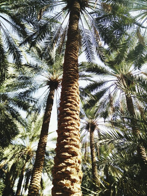 Photo low angle view of palm trees