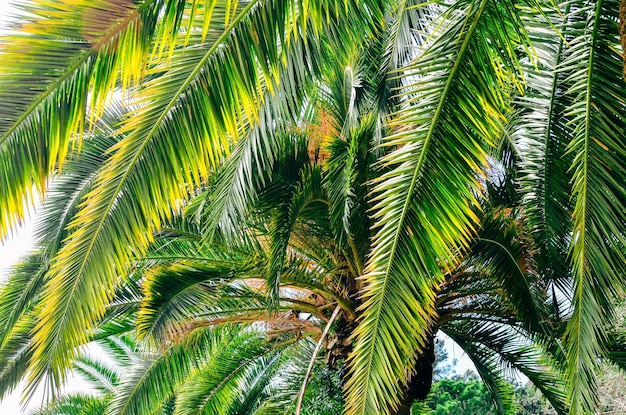 Low angle view of palm trees