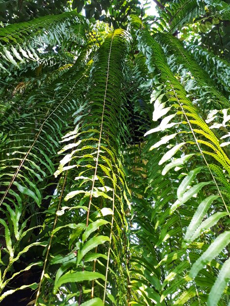 Low angle view of palm trees