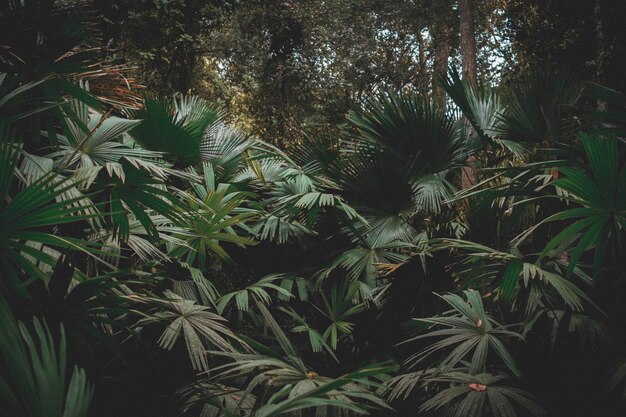 Photo low angle view of palm trees