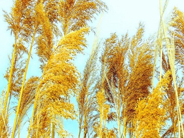 Low angle view of pampas against sky