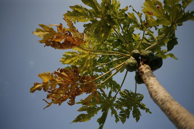 Photo low angle view of papaya on tree against sky