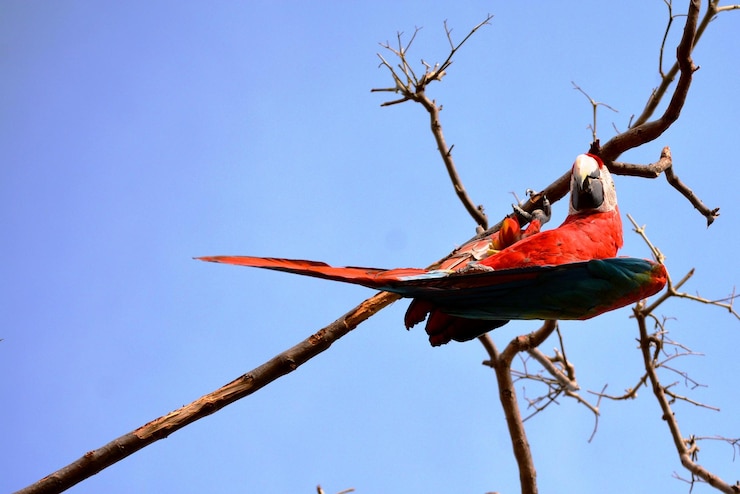 फोटो low angle view of parrot perching on branch against sky