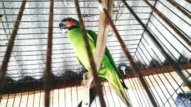 Photo low angle view of parrot perching in cage