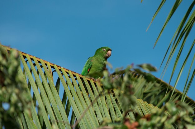 Photo low angle view of parrot perching on plant against blue sky