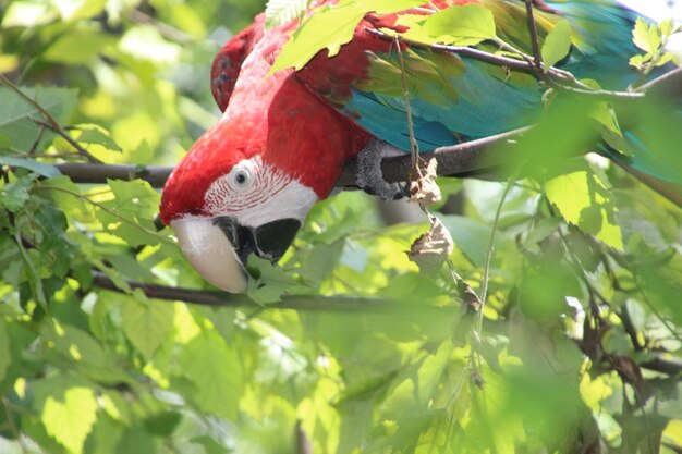 Low angle view of parrot perching on tree