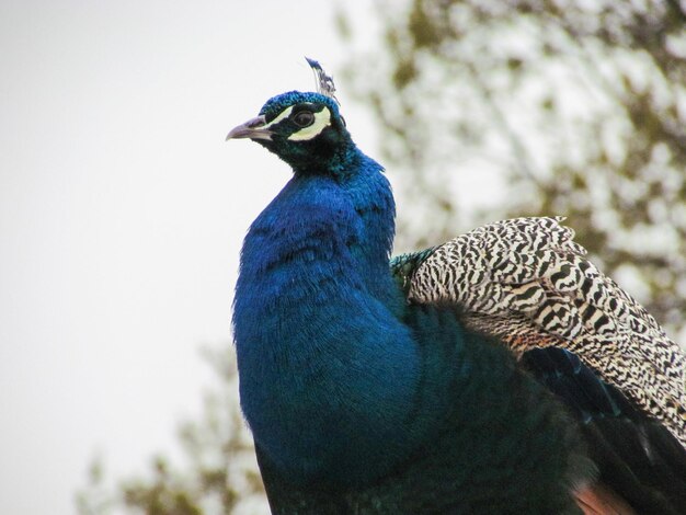 Low angle view of peacock against clear sky