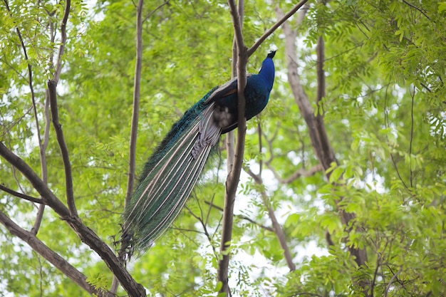 Low angle view of peacock perching on branch