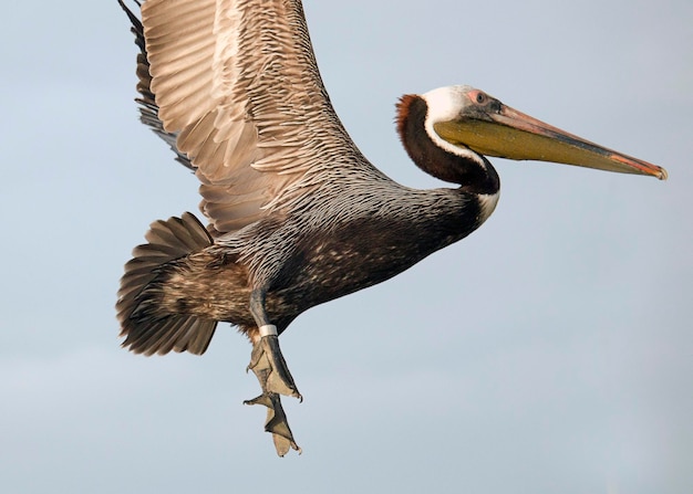 晴れた空を背景に飛ぶペリカンを低角度で眺める