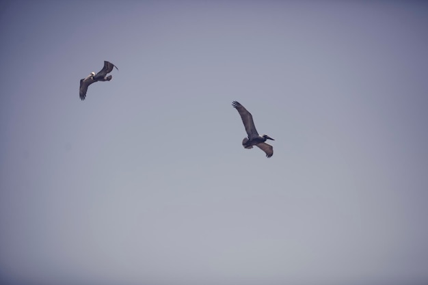 Photo low angle view of pelicans flying against clear sky