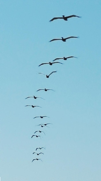 Foto vista a bassa angolazione di pellicani che volano contro il cielo