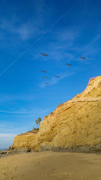 Photo low-angle view of pelicans flying above the sky