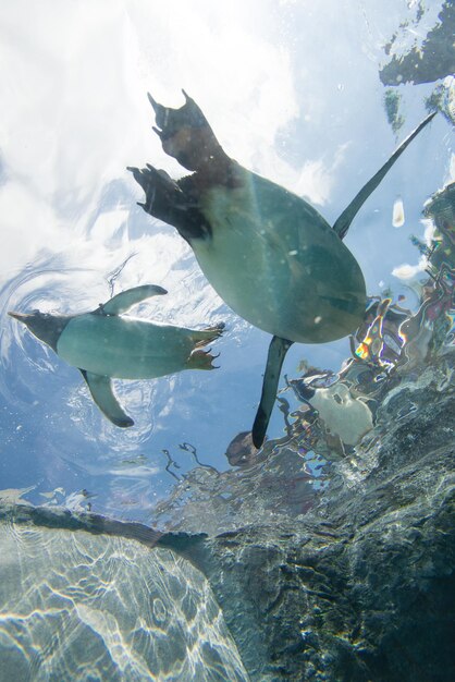 Foto veduta a bassa angolazione dei pinguini che nuotano in mare