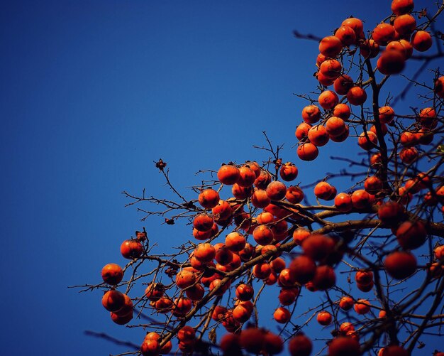 Photo low angle view of persimmon fruits against clear blue sky