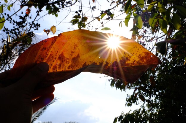 Low angle view of person holding sun shining through tree