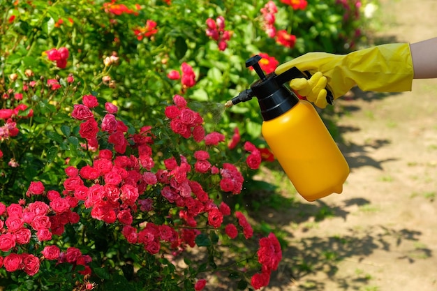 Photo low angle view of person on red flowering plant